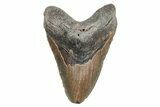 Huge, Fossil Megalodon Tooth - North Carolina #219981-1